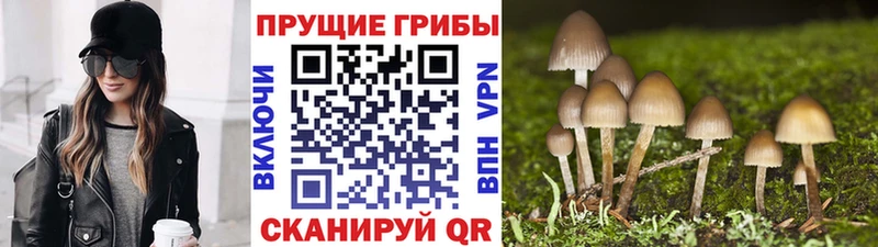 Псилоцибиновые грибы Magic Shrooms  где найти   Козельск 