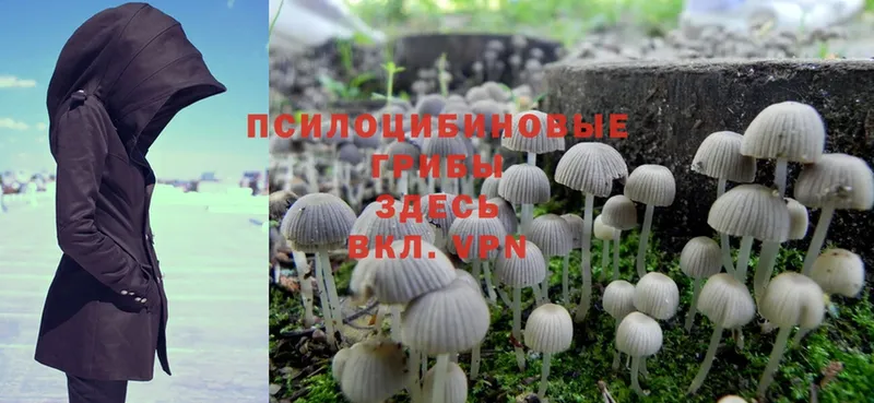 Галлюциногенные грибы Magic Shrooms  как найти закладки  дарк нет наркотические препараты  Козельск 